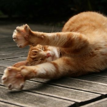 stretching cat